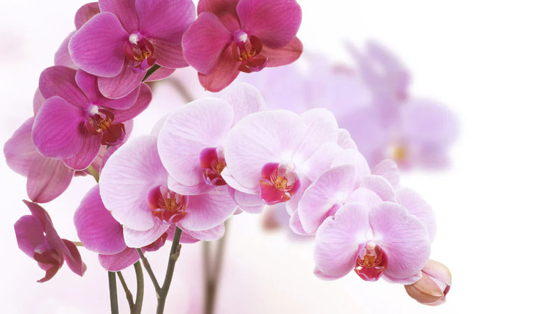 Orchids: Why They're the Ultimate Luxury Flower