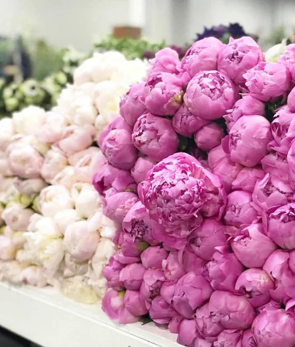 Peony Flowers: Types, Season, and Care Guide