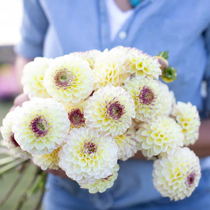 Dahlia: Types, Colors, Season, and Care Tips