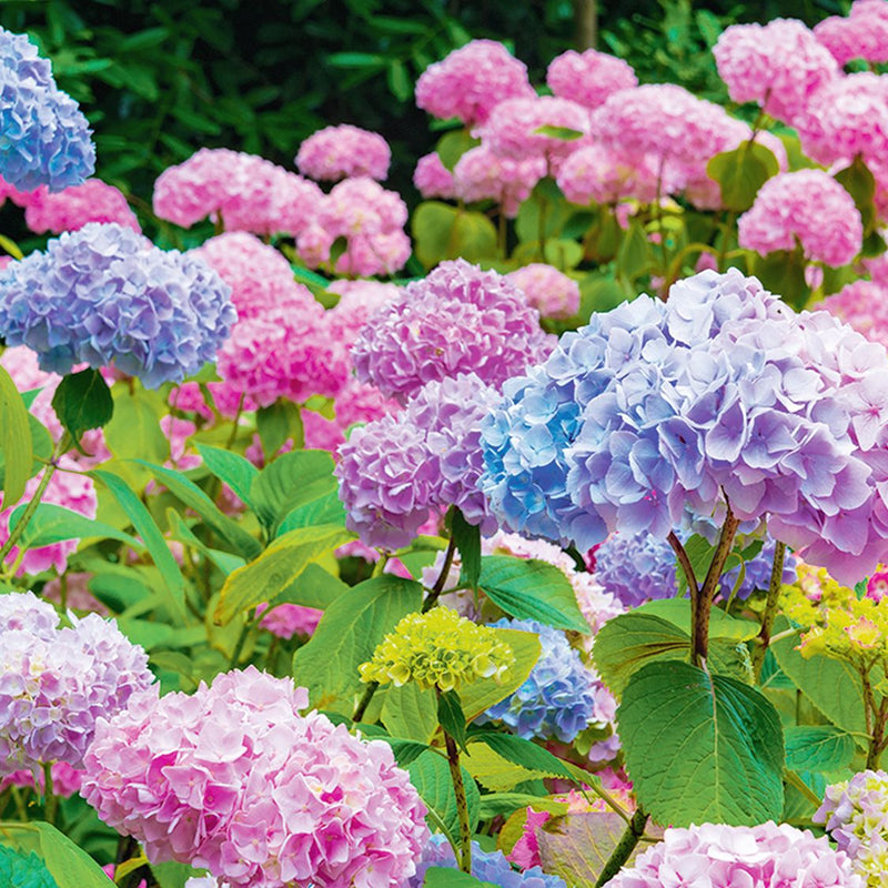 Hydrangea Flowers: Growth, Care, and Styling Guide