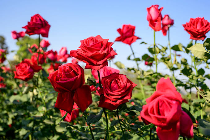 Rose Colors & Meanings